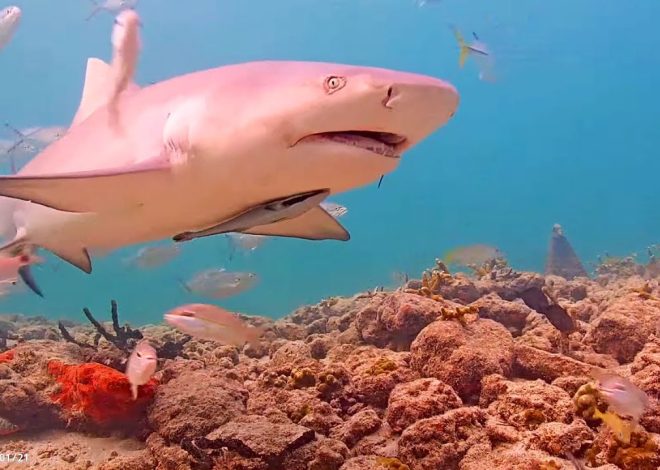 Coral City Camera (Miami's Underwater Livestream)