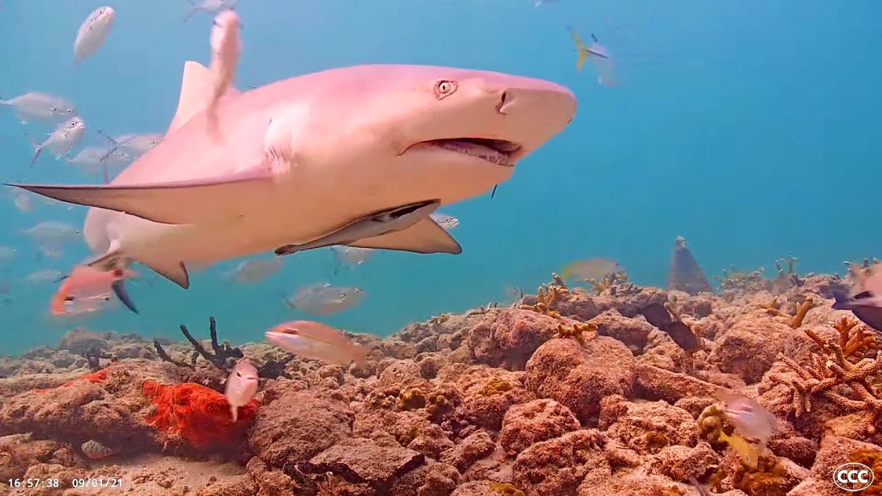 Coral City Camera (Miami's Underwater Livestream)